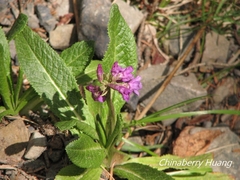 Primula miyabeana