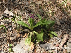 Primula miyabeana