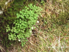 Thalictrum rubescens