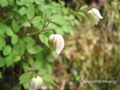 Thalictrum rubescens