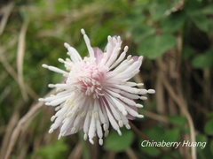 Thalictrum rubescens