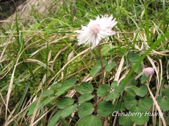 Thalictrum rubescens