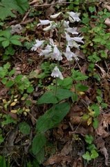Penstemon laevigatus