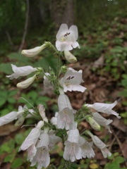 Penstemon laevigatus