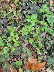 Magnoliopsida