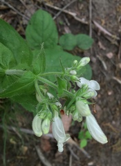 Penstemon laevigatus
