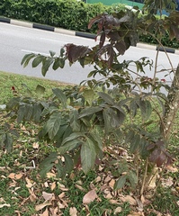 Lagerstroemia floribunda
