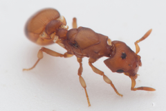 Colobostruma unicorna