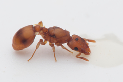 Colobostruma unicorna