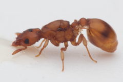 Colobostruma unicorna