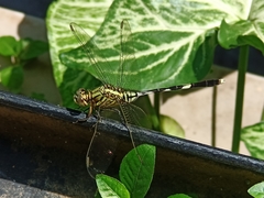 Orthetrum sabina