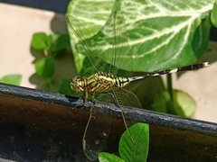Orthetrum sabina