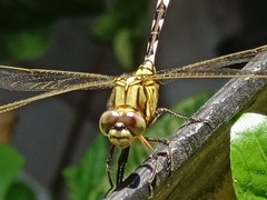 Orthetrum sabina