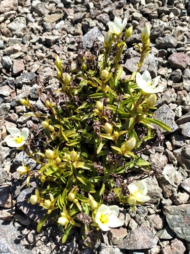 Gentianella serotina, photograph 5