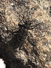 Neocicindela garnerae