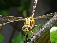 Orthetrum sabina