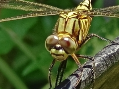 Orthetrum sabina