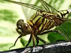 Orthetrum sabina