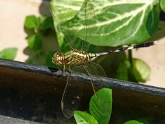 Orthetrum sabina