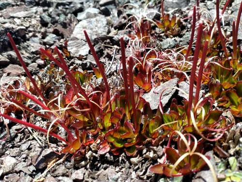 Epilobium crassum (Epilobium crassum)
