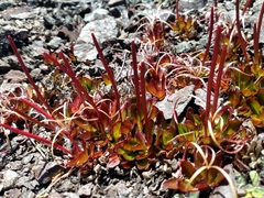 Epilobium crassum