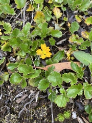 Goodenia hederacea alpestris