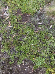 Goodenia hederacea alpestris