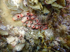 Stolonica australis