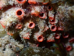 Stolonica australis