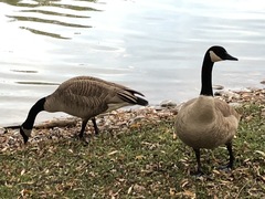 Branta canadensis