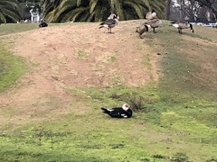 Cairina moschata domestica