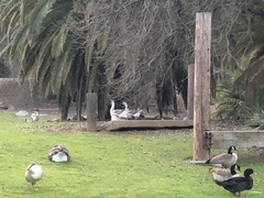 Anser cygnoides domesticus