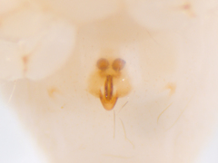 Phycosoma digitula