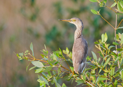 Ardeola grayii