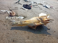 Lepidochelys olivacea