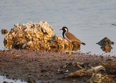 Vanellus indicus