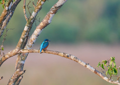 Alcedo atthis