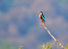 Halcyon smyrnensis