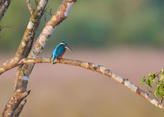 Alcedo atthis