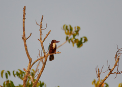 Halcyon smyrnensis