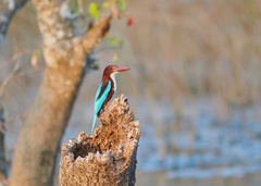 Halcyon smyrnensis