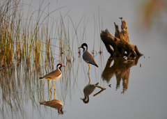 Vanellus indicus