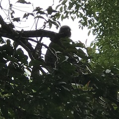 Trachypithecus obscurus