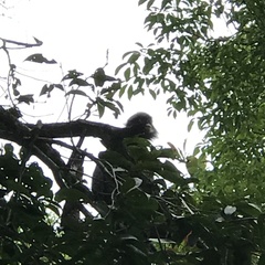 Trachypithecus obscurus