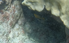 Forcipiger