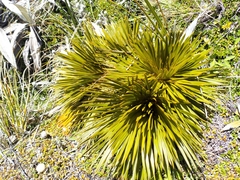 Aciphylla lecomtei