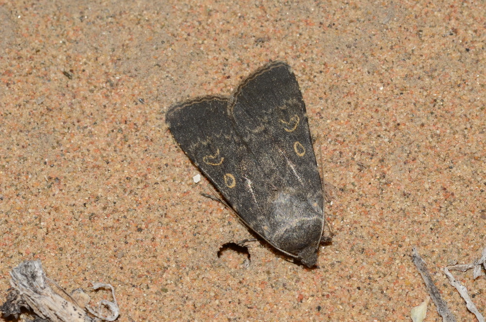 Dichagyris plumbea