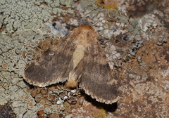 Dichagyris jacobsoni