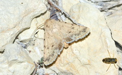 Dichagyris lux