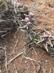 Orbea carnosa carnosa